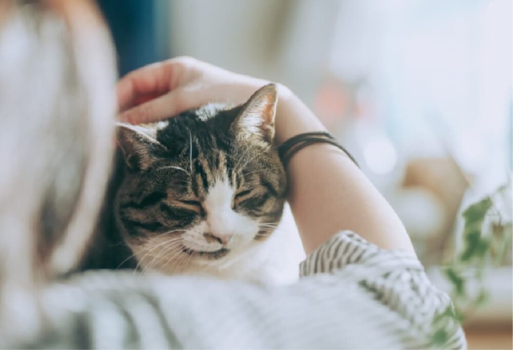 堺おおのしば動物病院のホームページをオープンしました。